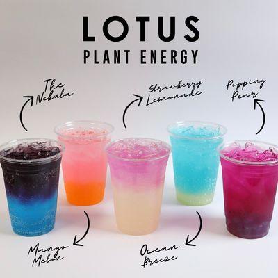 Lotus Drinks