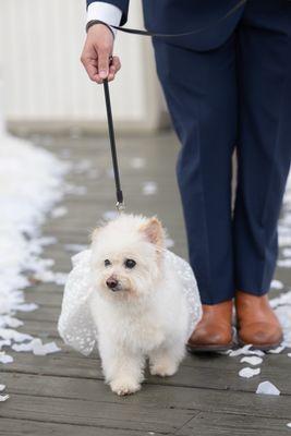 Mary S Roberts Pet Adoption Center