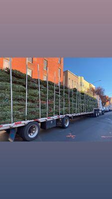 Fresh load of Nova Scotia Canada Christmas trees