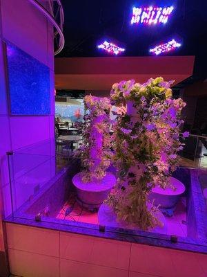 Hydroponics