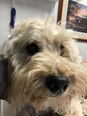 A great patient waiting for his next appointment at Orion Animal Care Center