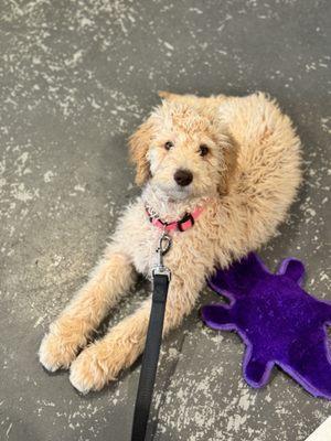 No beer. Just a cute puppy named Lucy.