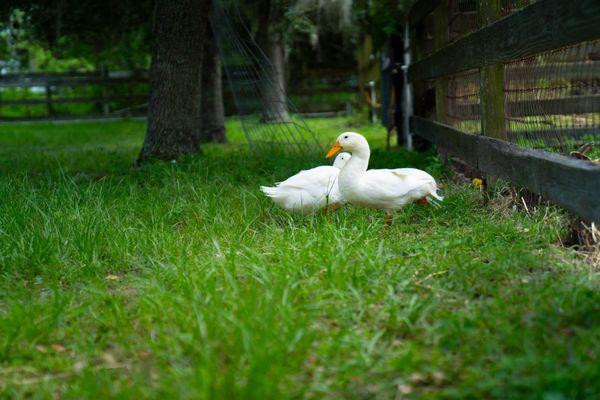 Ducks at the Ranch