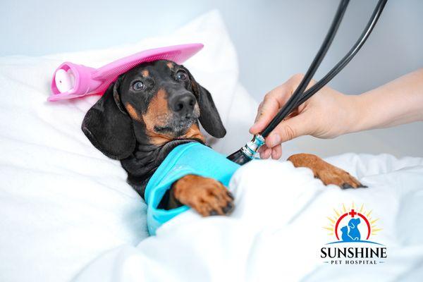 Sunshine Pet Hospital