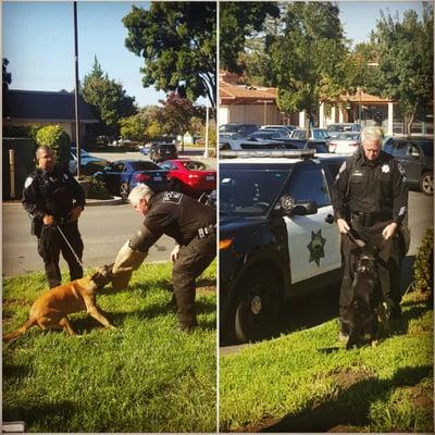 Awesome demo for a social club on veteran's day at denica's. K9 officers Coffin & Duggan & k9s.