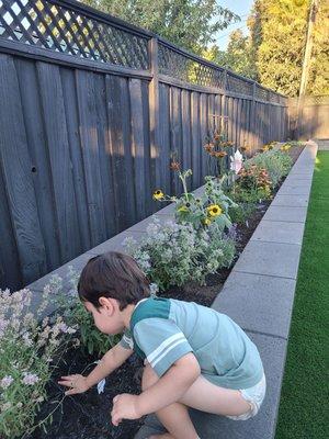 Our retaining wall garden bed, ready for pollinaters!