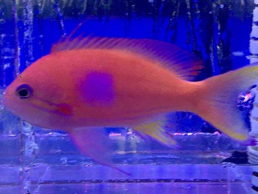 Square back anthias