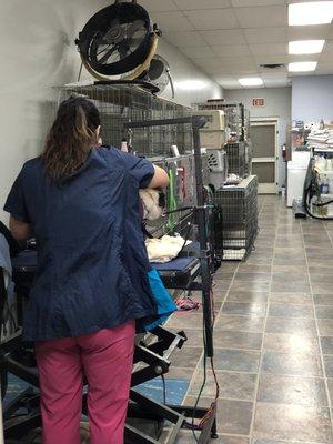 Grooming station and kennel area