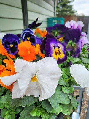 Seasonal flowers are in! Stop in to step up your flower game this season and get those pollinators to work!