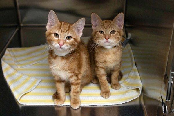 Orange tabby kittens