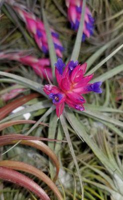 Airplant in bloom.