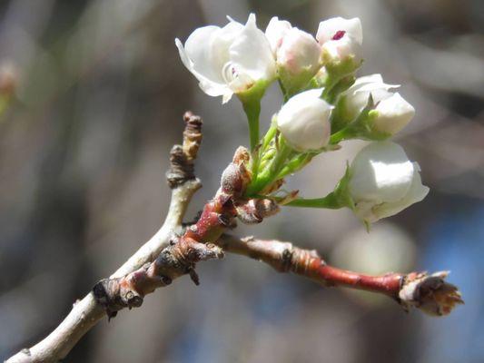 Late spring blossom