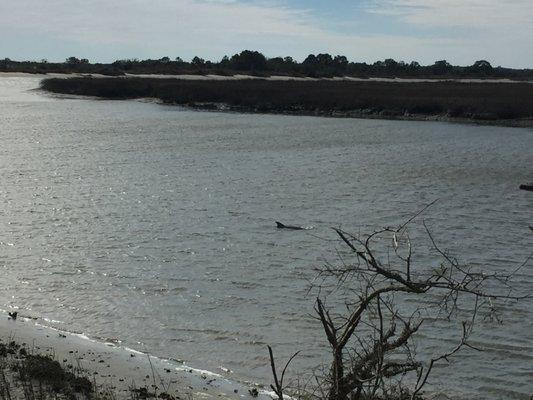 dolphins strand-feeding