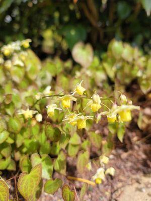 Yellow Barrenwort