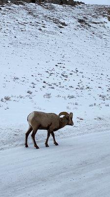 Mountain sheep