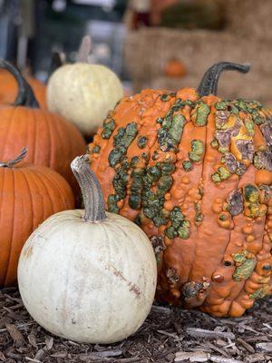 Pasadena Pumpkin Patch