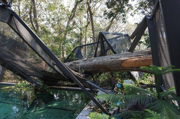 Large fallen tree on our clients home after Hurricane Irma.