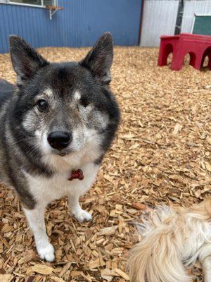 Soos Creek Kennels