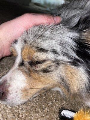 Blood blister under his eye from an unnecessary muzzle.