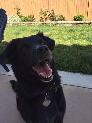 Happy & clean pup!