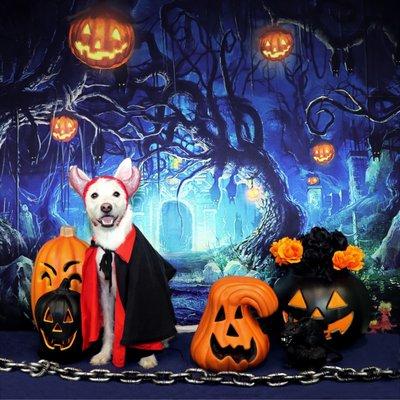 Happy Halloween! Photo day at PAWparazzi