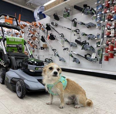 Riley wants to introduce Ego products to you! Great line of battery operated lawn equipment.