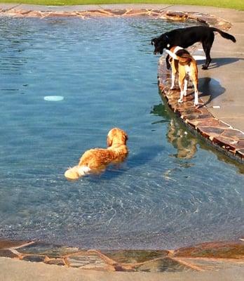 Taking a swim