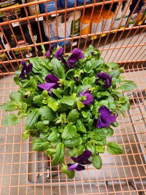 Purple pansies, my favorite. Going by front door