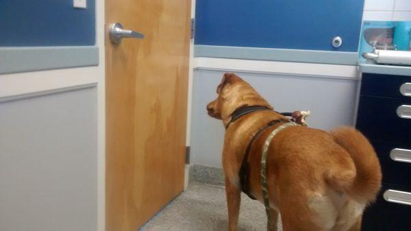 Beaux is eager to see the vet