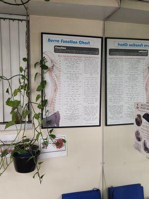 Nerve chart in the treating room