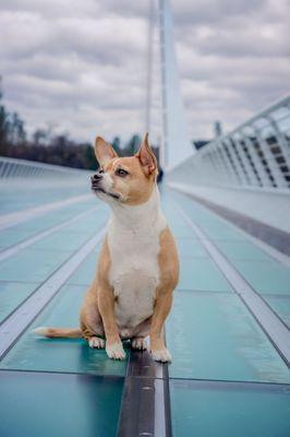 They really keep the bridge clean.