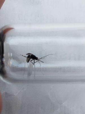 aedes aegypti mosquito