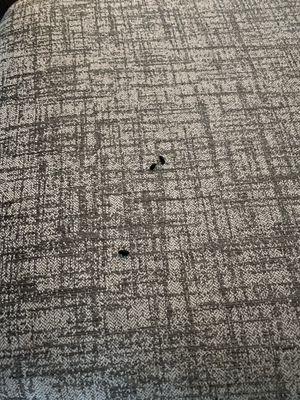 Mouse droppings on my dining room chair