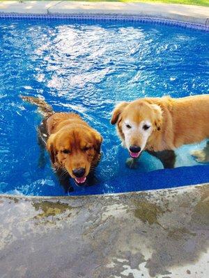 Look at our pool.....as you can see our dogs enjoy the pool as well.