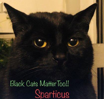 Hello!! I am Sparticus, a mamma's boy!!