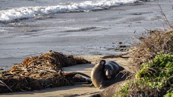 Año Nuevo Elephant Seal Tours