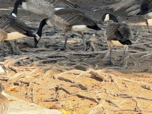 Wild geese that roam around the park.