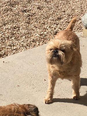 Yogi getting some sunshine