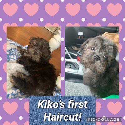 Puppys first cut!