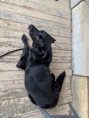 Jack chilling on the patio