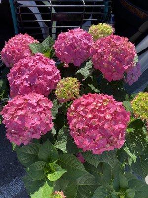 Summer Crush Hydrangeas. Think my Mother would like these?