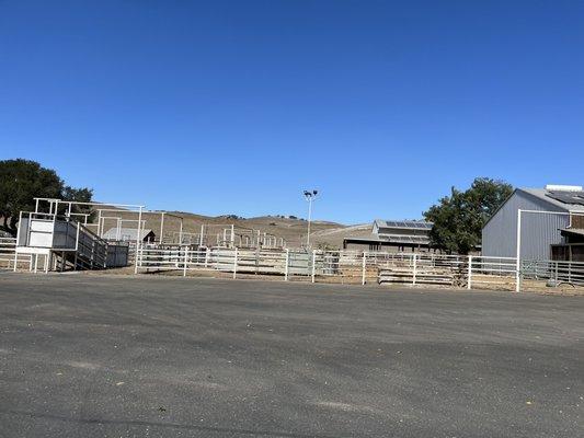 Working cattle ranch