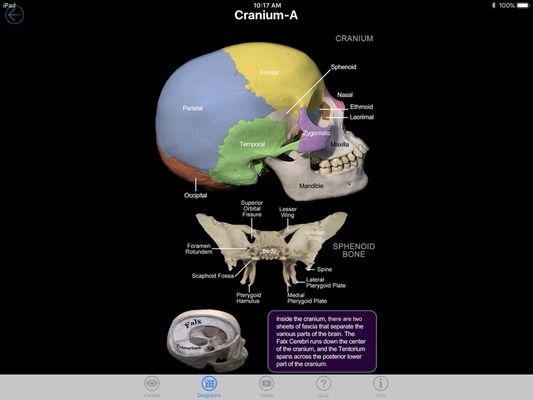 Human skull bones addressed in Craniosacral therapy