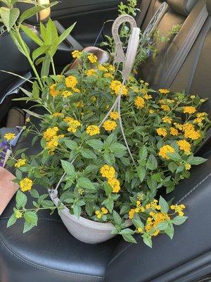 Lantana for my butterflies