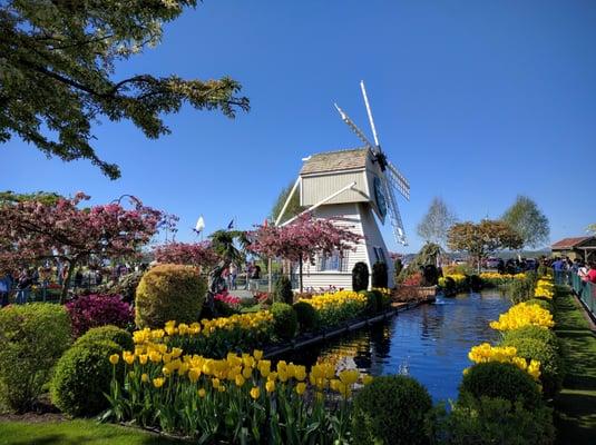 Tulip Town