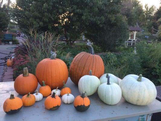 Hill's Harvest!! Pumpkin Patch and Hay Rides in the Fall!