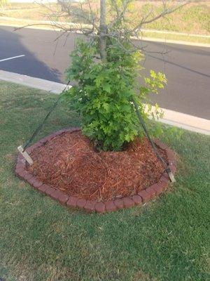 Dead tree in front yard, now I think.thats poison Ivy growing within dead tree.