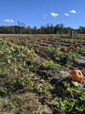 Big rows of pumpkins!