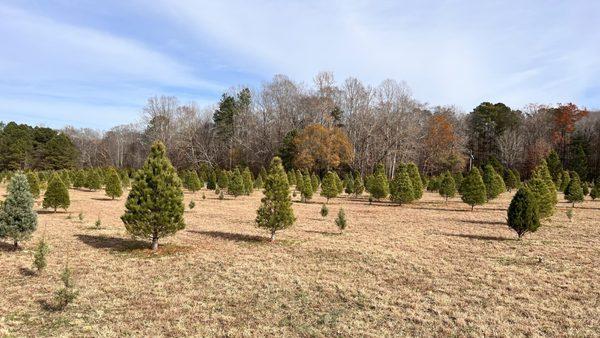 Many of the larger trees.