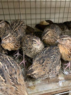 Quails